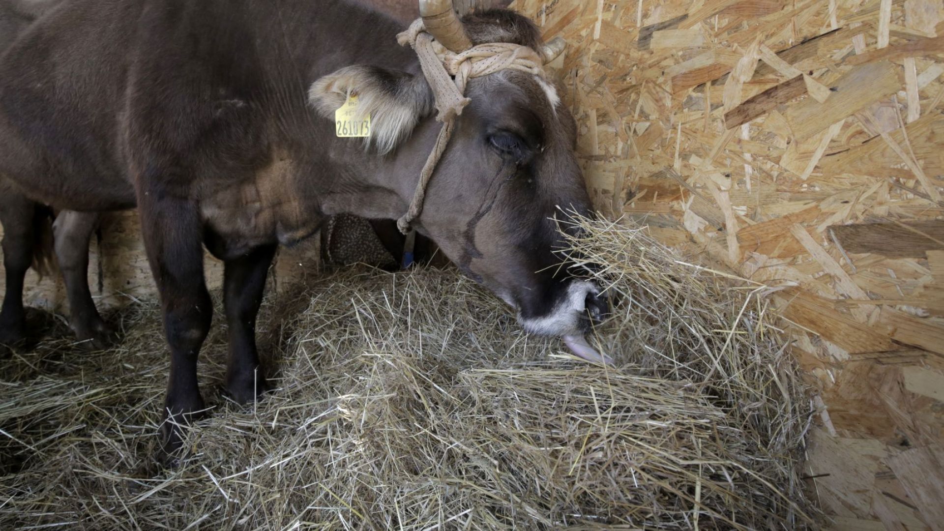 Международно известната крава Пенка стана майка похвали се собственикът й