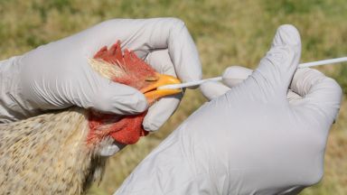 Масов мор на кокошки във ферма в Добричко, наложиха забрана върху яйцата