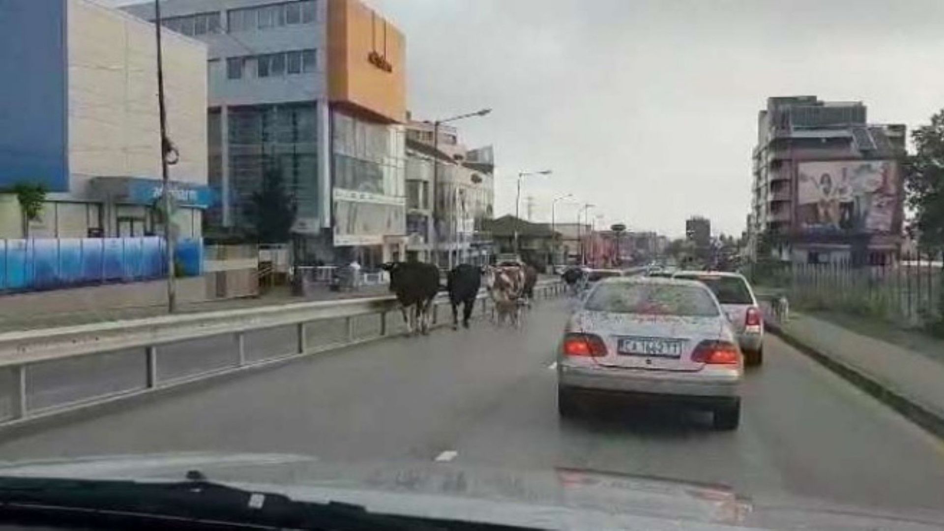 Крави тръгнаха по улиците на София