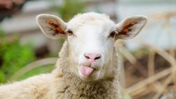 Започна световният шампионат по стригане на овце (видео)