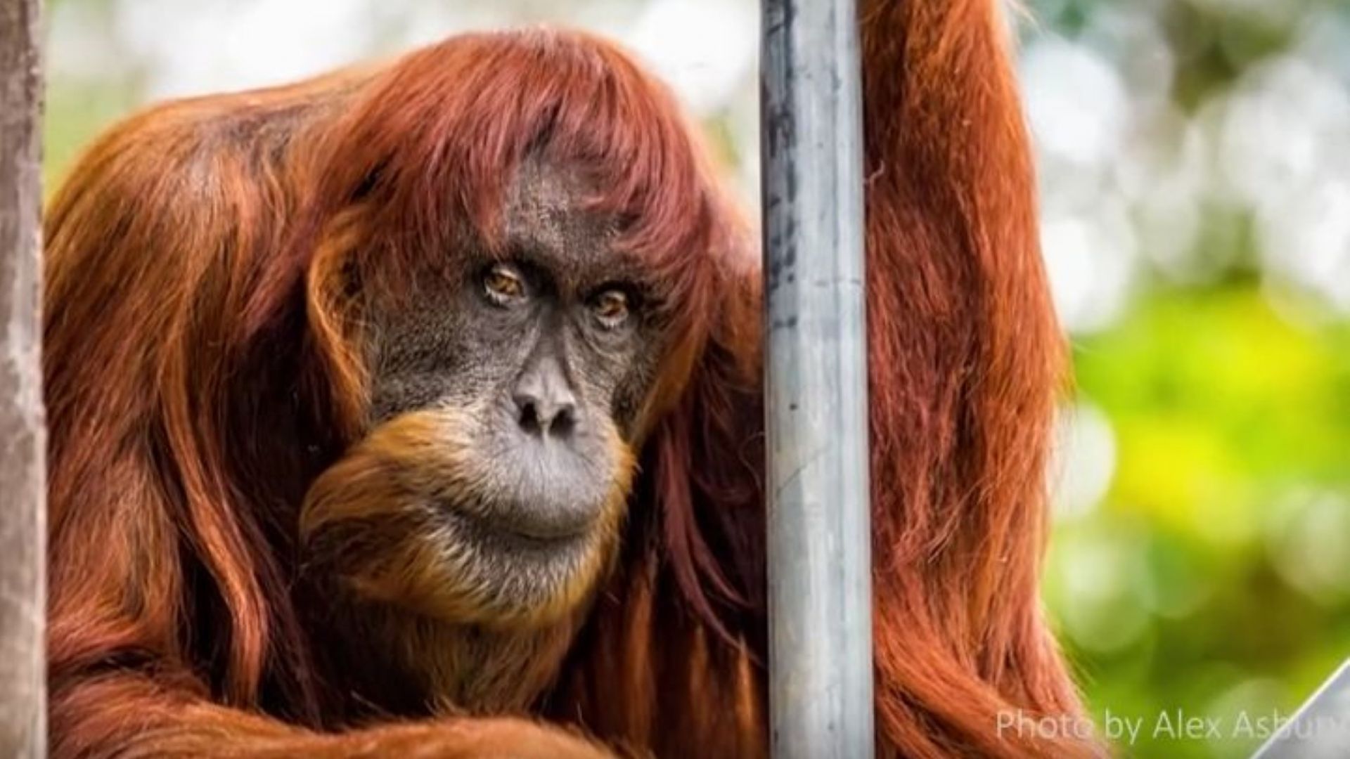Най-възрастният орангутан в света умря в австралийски зоопарк