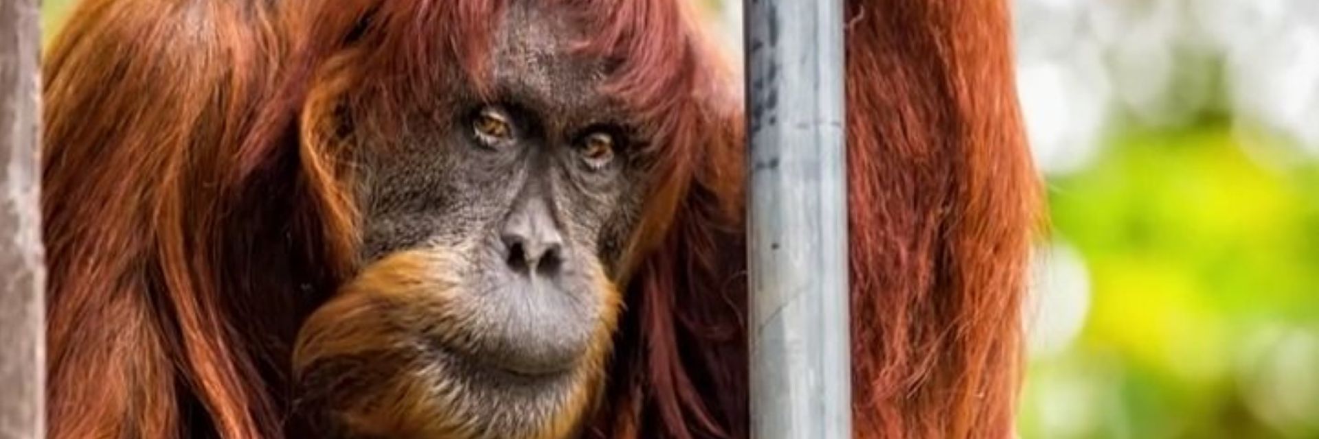 Най-възрастният орангутан в света умря в австралийски зоопарк