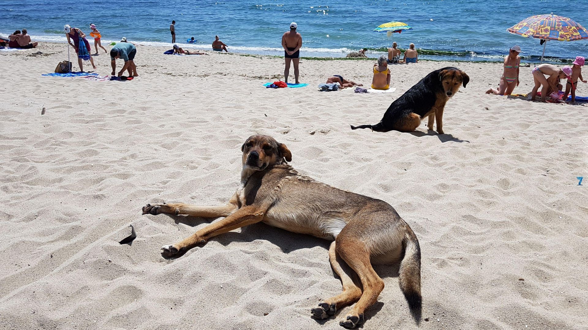 Бездомни кучета по варненските плажове