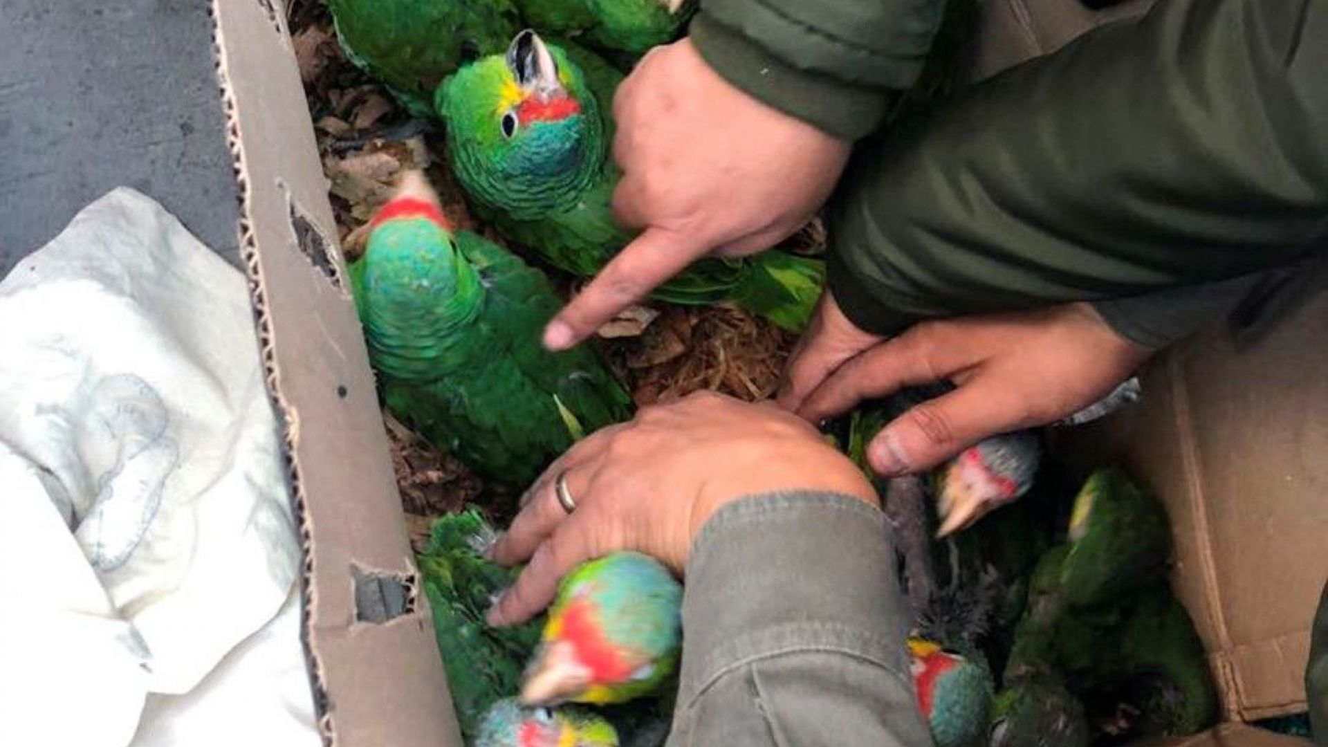Малки папагали Agapornis в Мексико