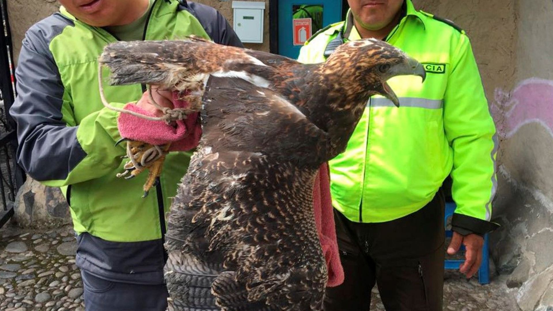 Полиция и природозащитници спасиха орел в Еквадор