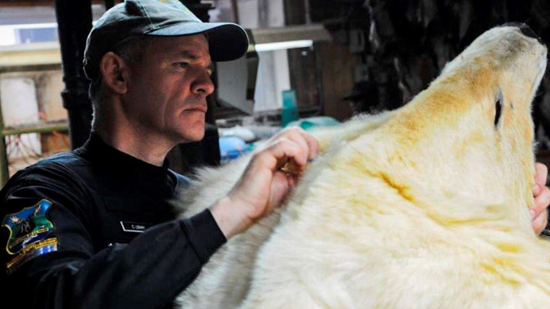 Бяла мечка, спасена в Канада