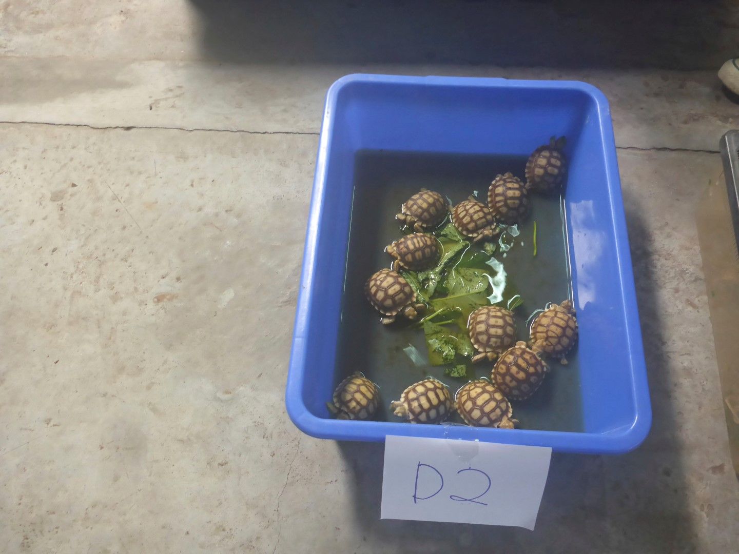 Малко костенурки спасени от полицията в Малайзия