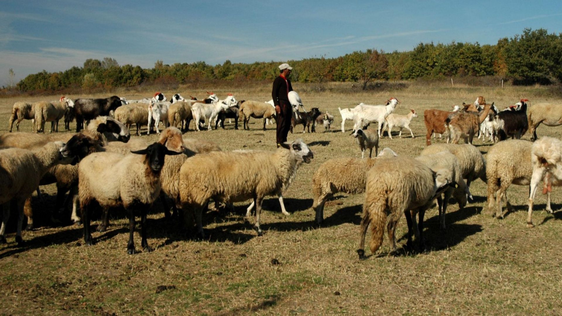 Фермери: Над 1800 овце и кози са избити незаконно