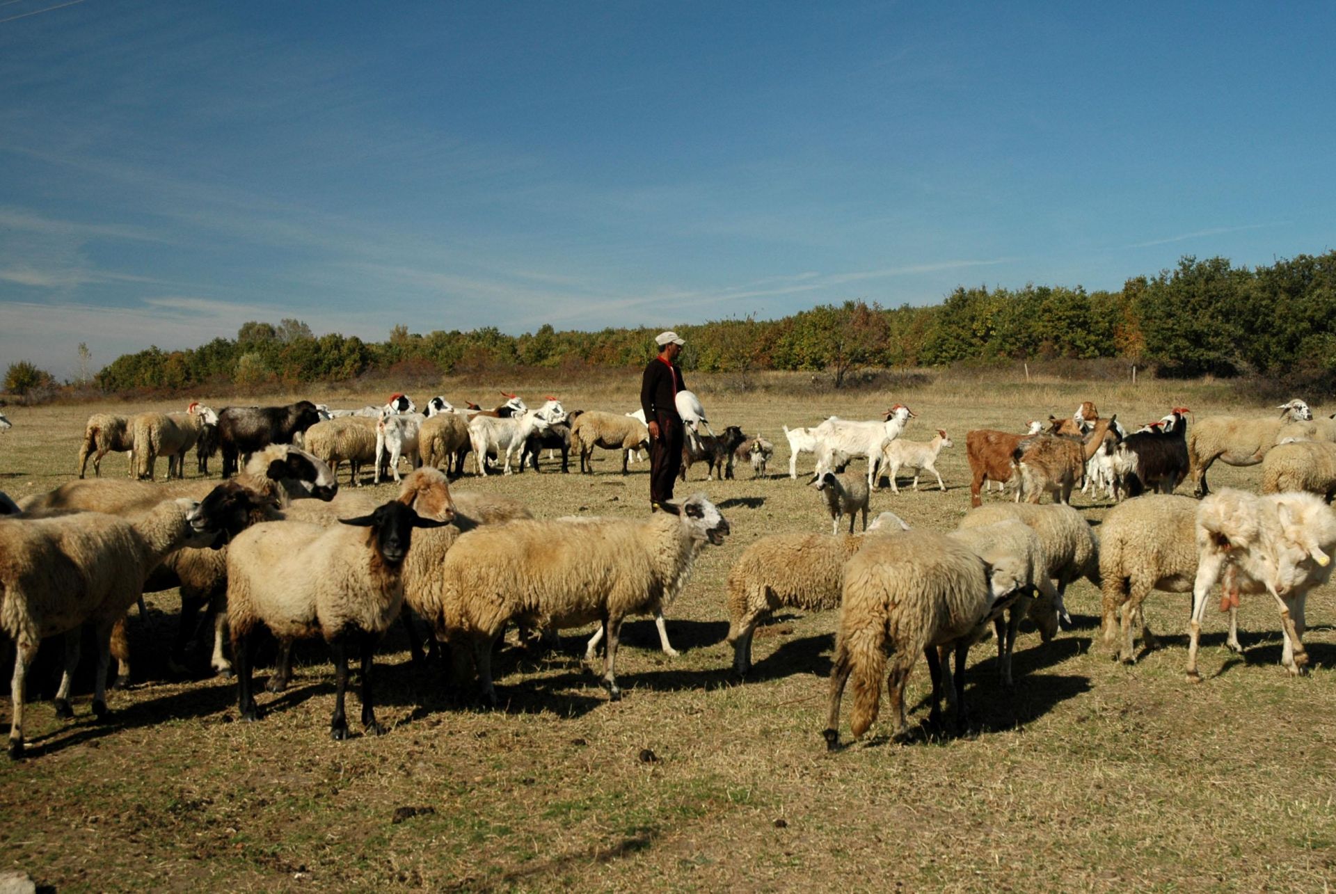 Цели стада в Странджа са избити без да са болни от чума