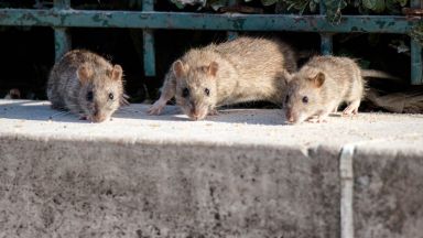 За нашествие на плъхове които се разхождат между хората в