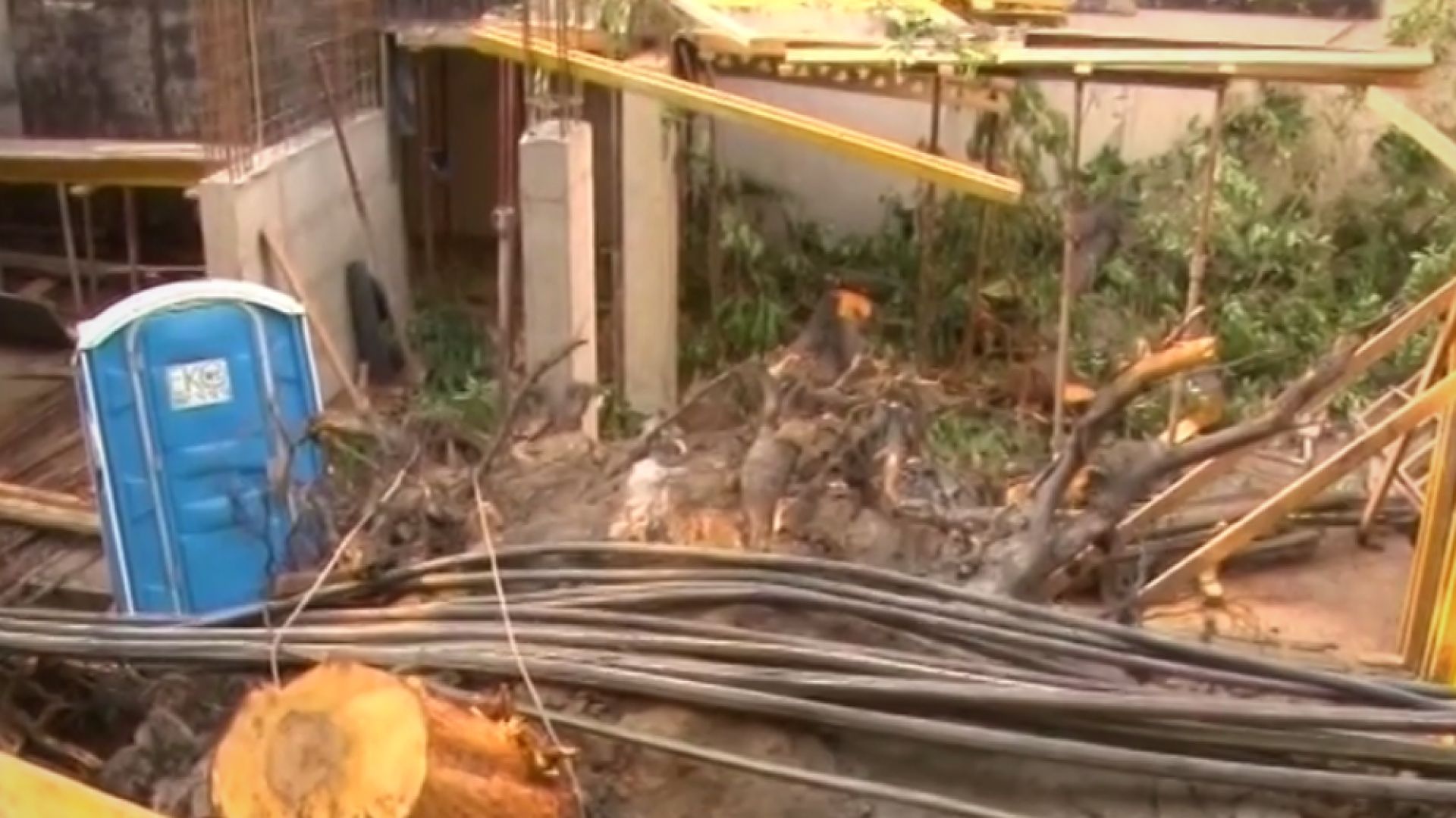 70-годишно дърво падна, стотици семейства останаха без ток и вода