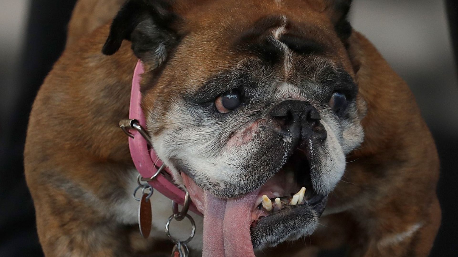 Куче е нападнало майка и две деца в Пазарджик съобщиха