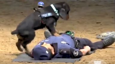 Полицейско куче прави сърдечен масаж на човек
