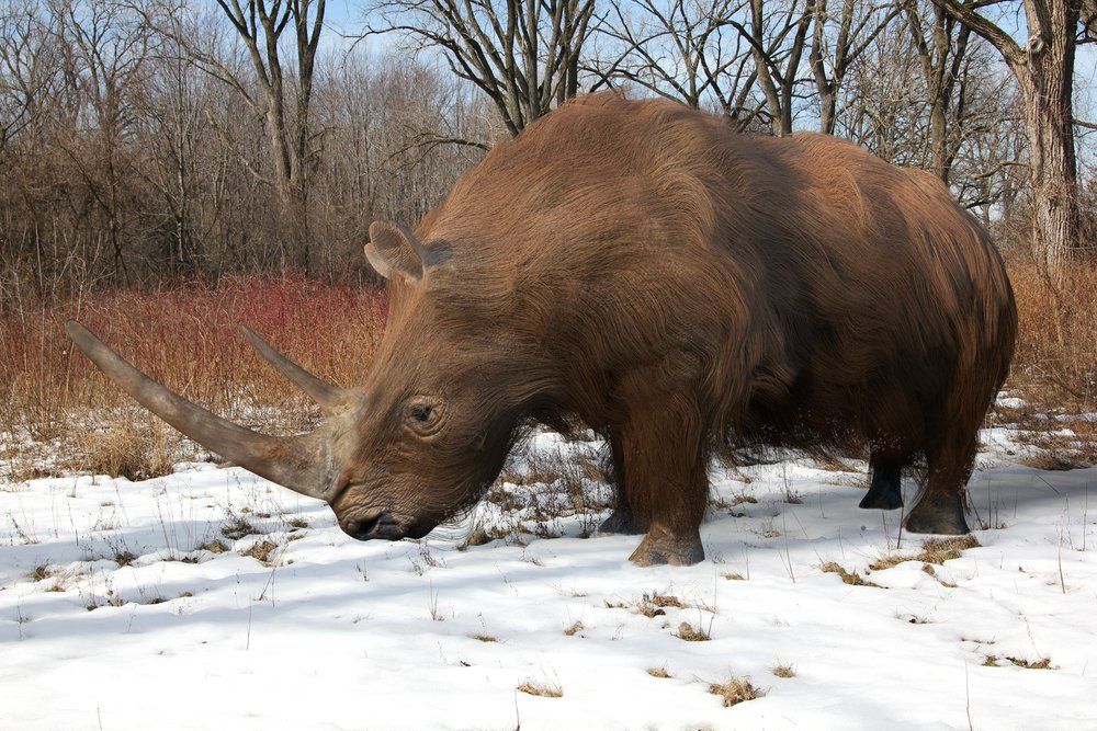 Риноцерос -космат предшественик на днешния носорог, но с неколкократно по-големи размери: