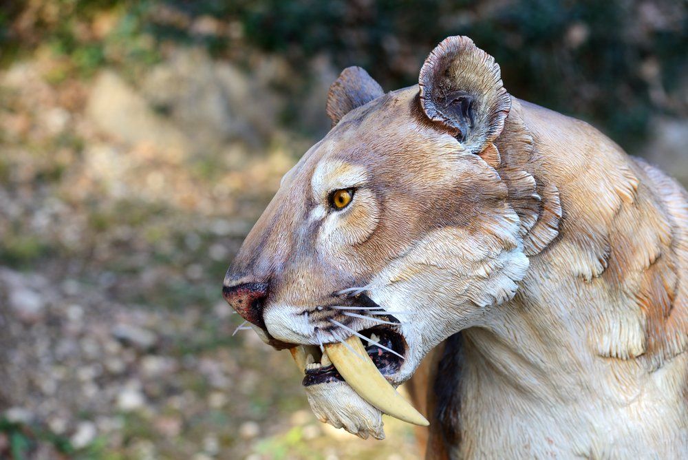 Саблезъб тигър - най-голямата котка, изчезнала с появата на човека и малка помощ от климата :) На размери е достигала седем метра