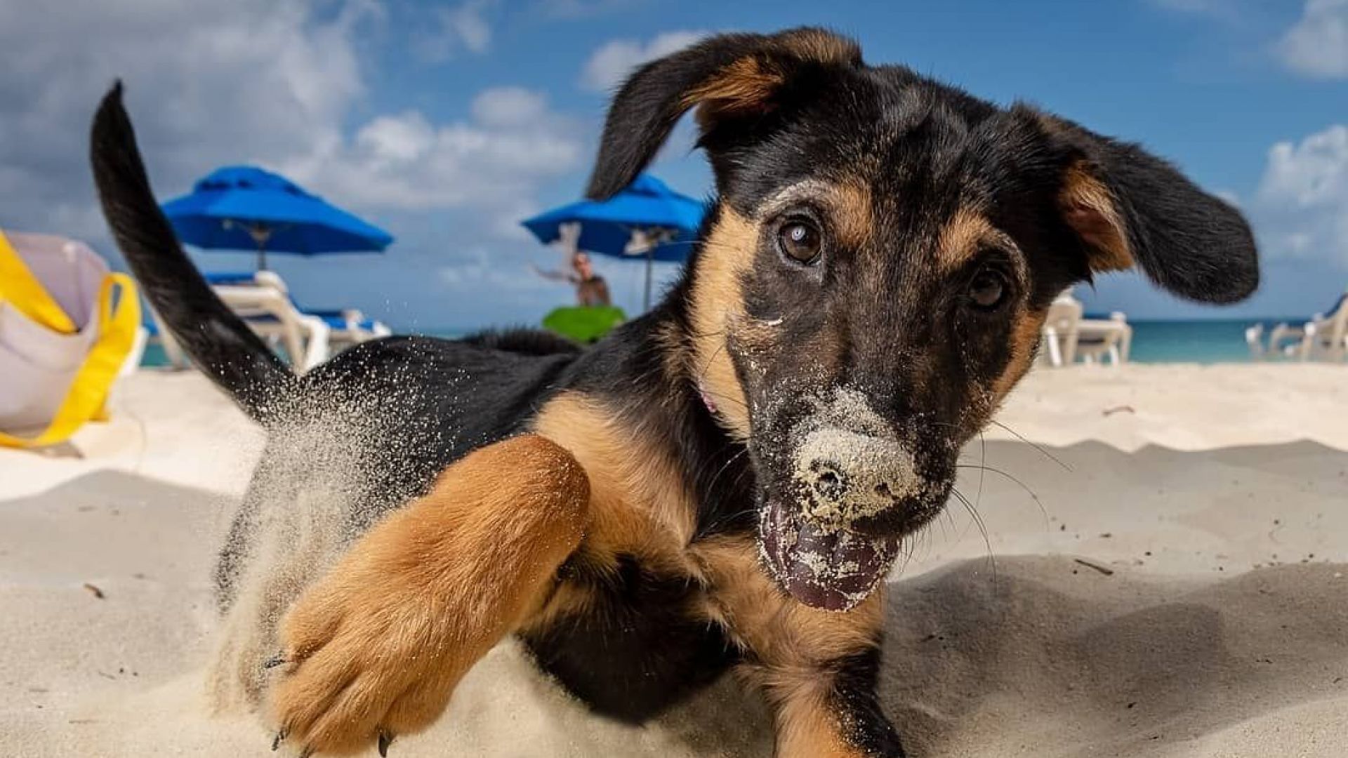 Райски остров предлага гушкане на кученца на плажа (галерия)
