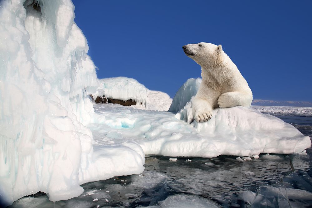 Арктика е значително по-застрашена от глобалното затопляне, в сравнение с южната си посестрима
