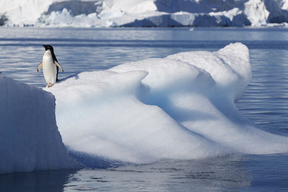 Символът на Арктика е космат, символът на Антарктика - пернат, но и  двяата вида са застрашени от промяната на климата