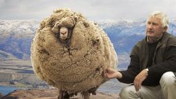 Овцата Шрек се крие цели 6 години, за да не бъде остригана