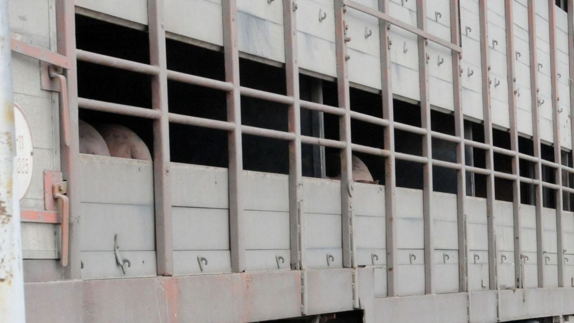 България вдига ограда с Румъния заради чумата по свинете