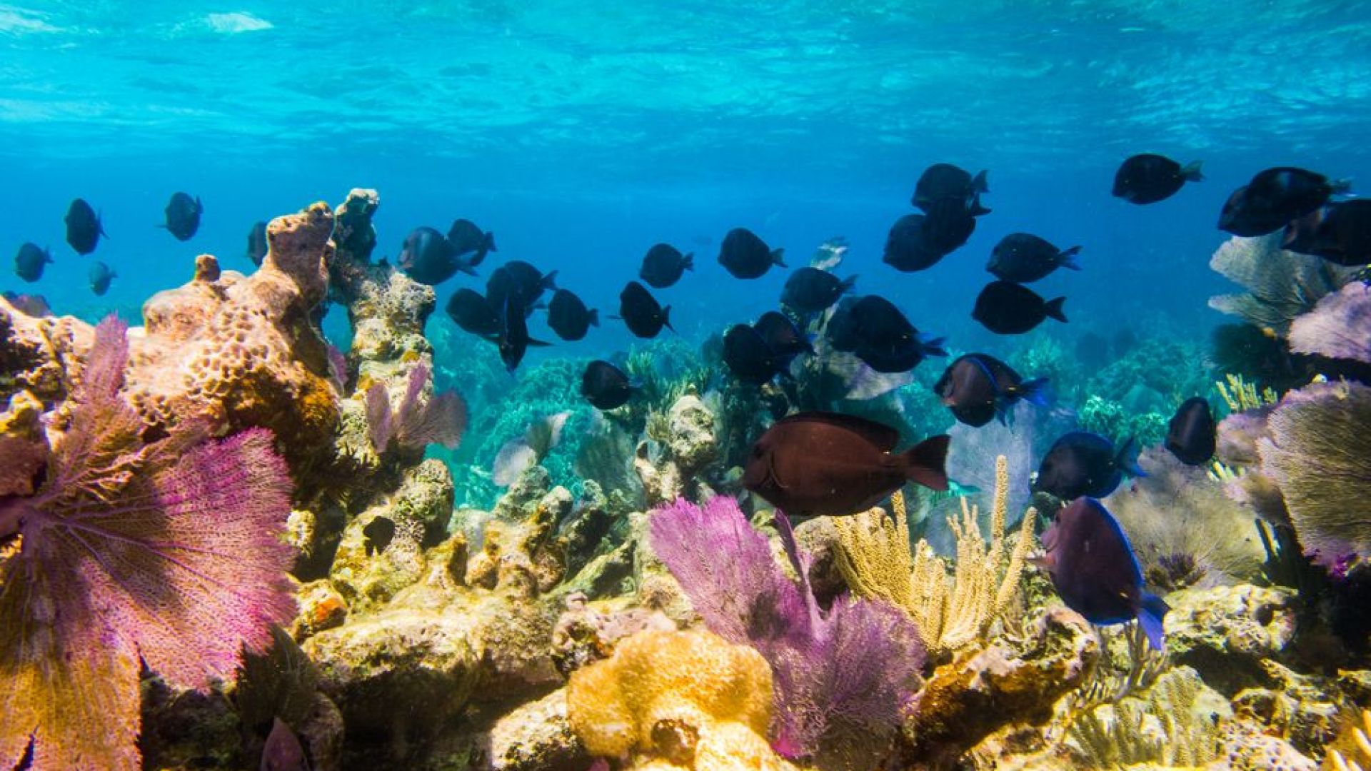 Големият бариерен риф застрашен от избелване на коралите на всеки 2 години