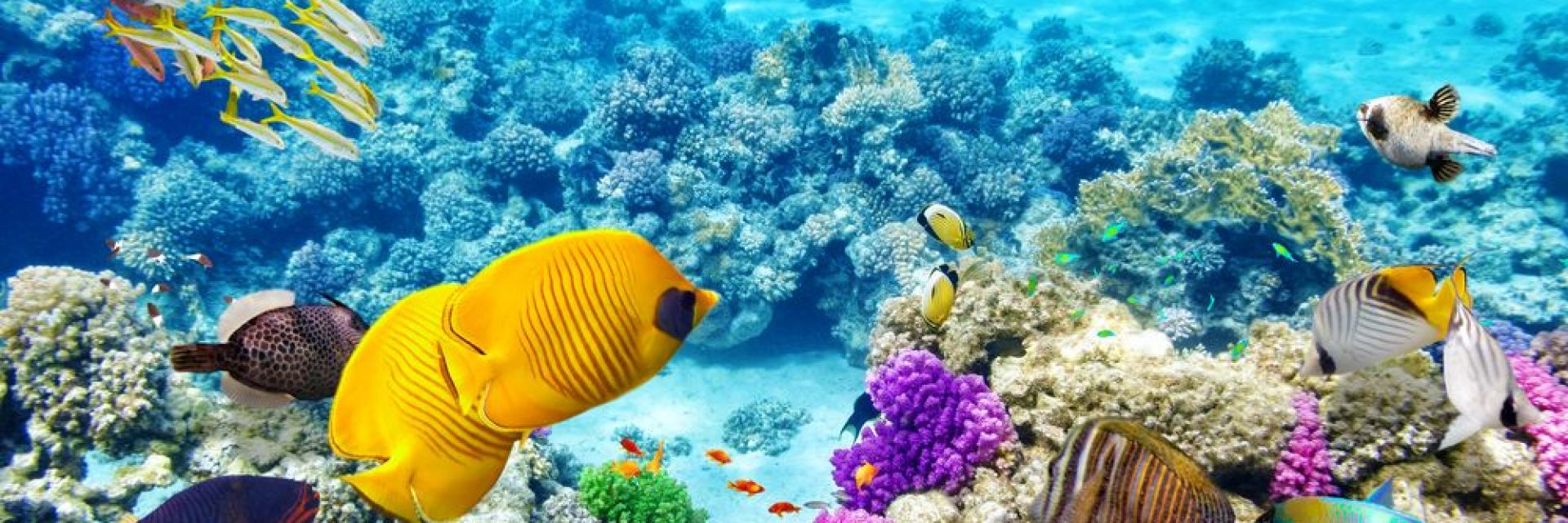 Легендарен оператор на National Geographic  разкрива най-добрите места за гмуркане в света