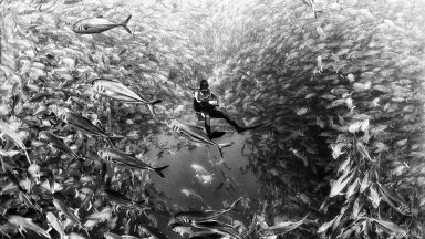 Артистични черно-бели снимки ни потапят дълбоко в океана