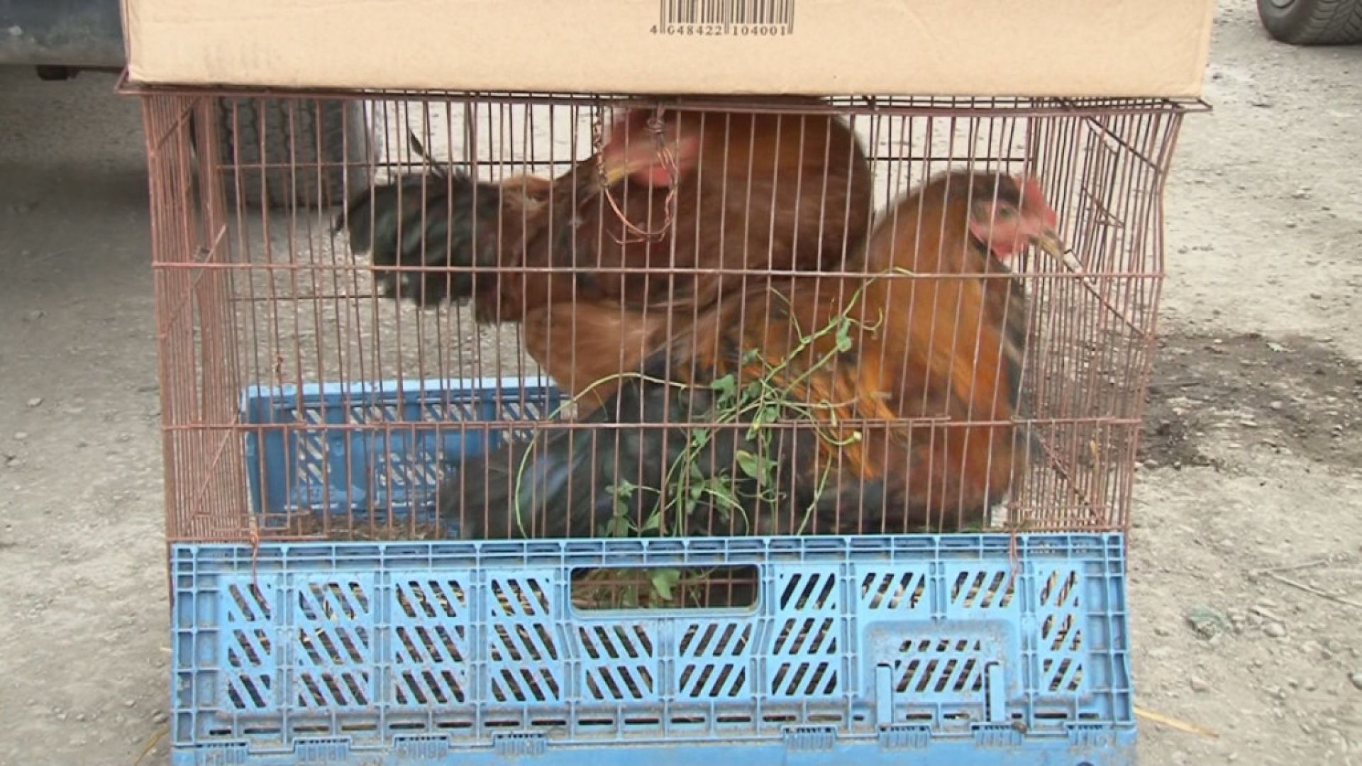 Разбиха нелегален пазар за животни във Варна