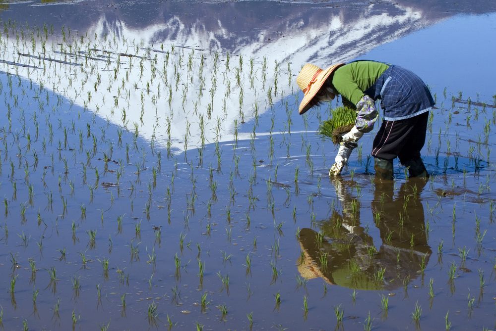 Наводнено оризово поле в Западна Япония