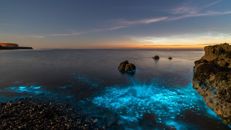 Фотографът Крис Уилямс улови светлината, която им служи за защита