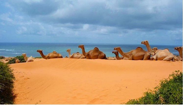 Сомалия, камили, океан и истински облаци