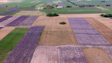 България държи първо място в света по производство на лавандулово масло