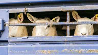 Полицията спря автомобили с овце за продан от заразените с чума райони