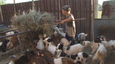 Преустановиха временно евтаназирането на животни в ямболското село Шарково 
