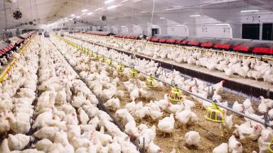 Домашни любимци като котки живеещи в домакинства с достъп до