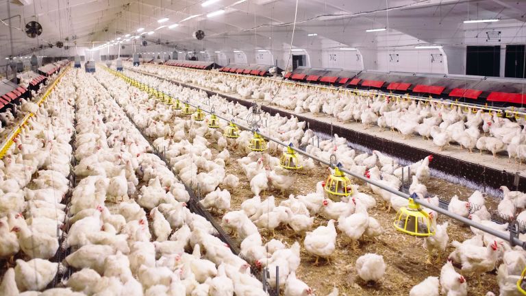 Вирусът на Инфлуенца А е установен в животновъден обект за