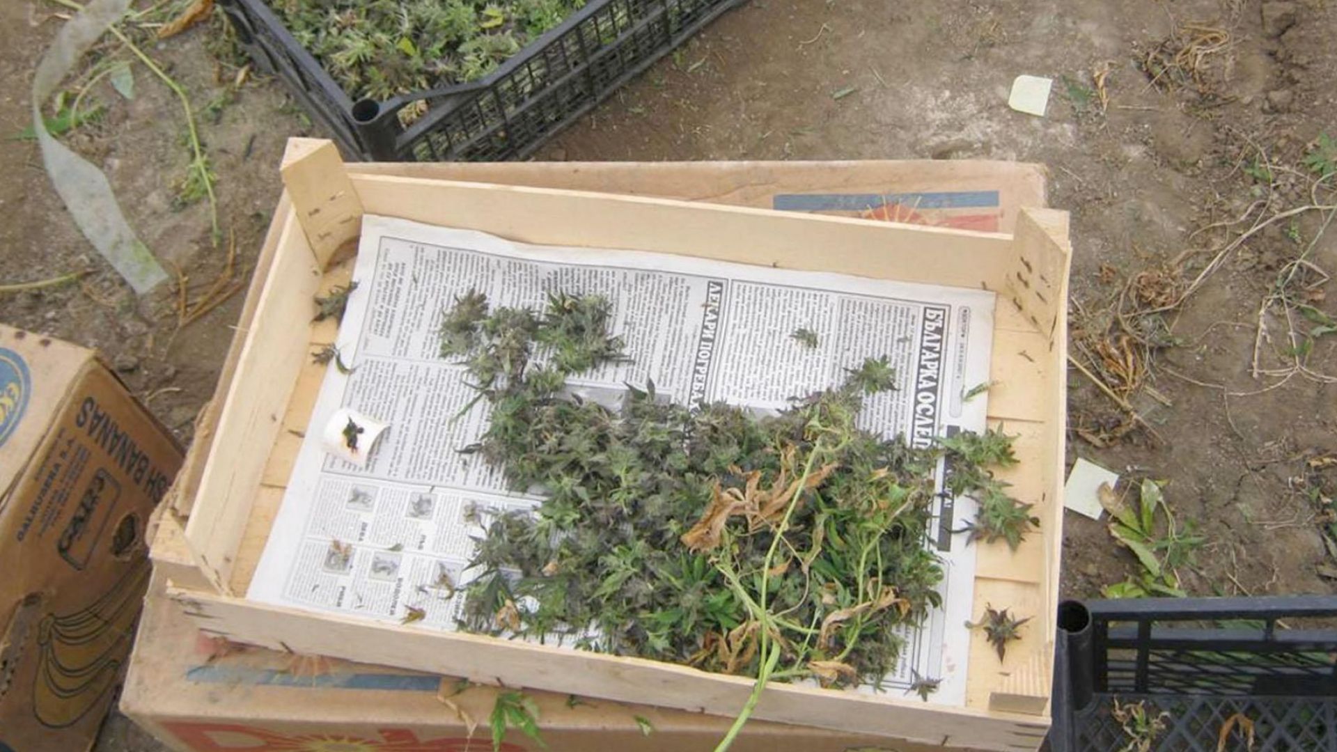 Разбиха лаборатория за марихуана във Варна, двама са в ареста