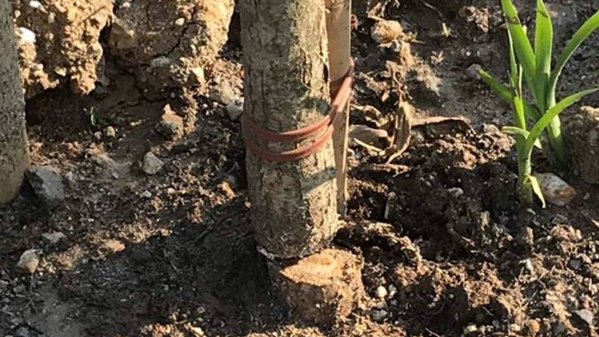 Вандали прерязаха новите дървета на Околовръстното в София