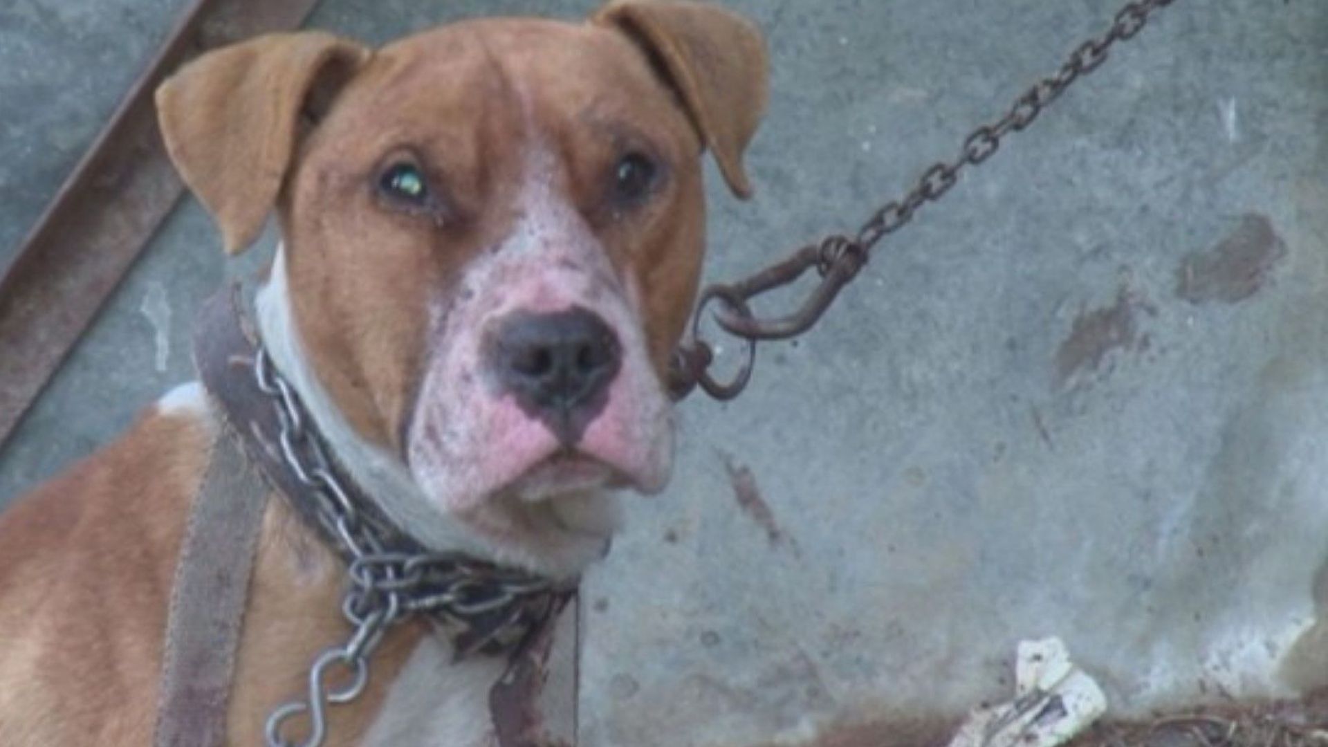 Семейство Нина и Христо Огнянови отглеждат питбула който преди година