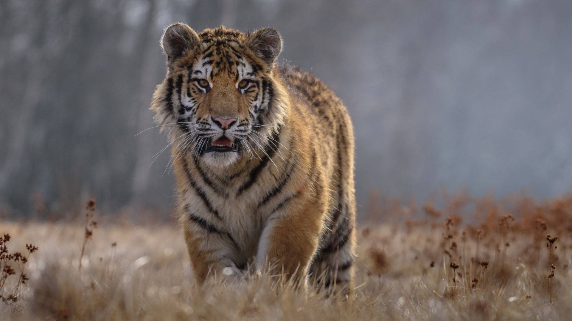 Тигри и лъв избягаха от зоопарк в Чехия, откриха ги на сянка