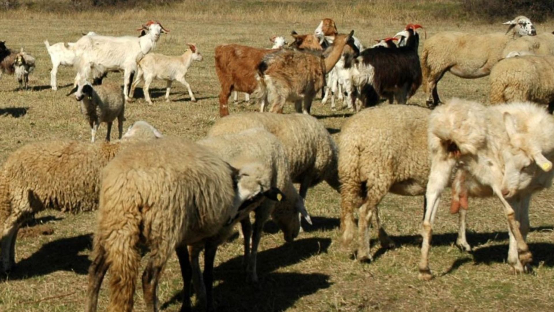 БАБХ: Нелегален транспорт на болно животно е донесло чумата в България