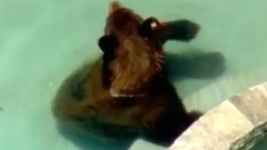 Жега в Калифорния - мечка се разхлади в басейн