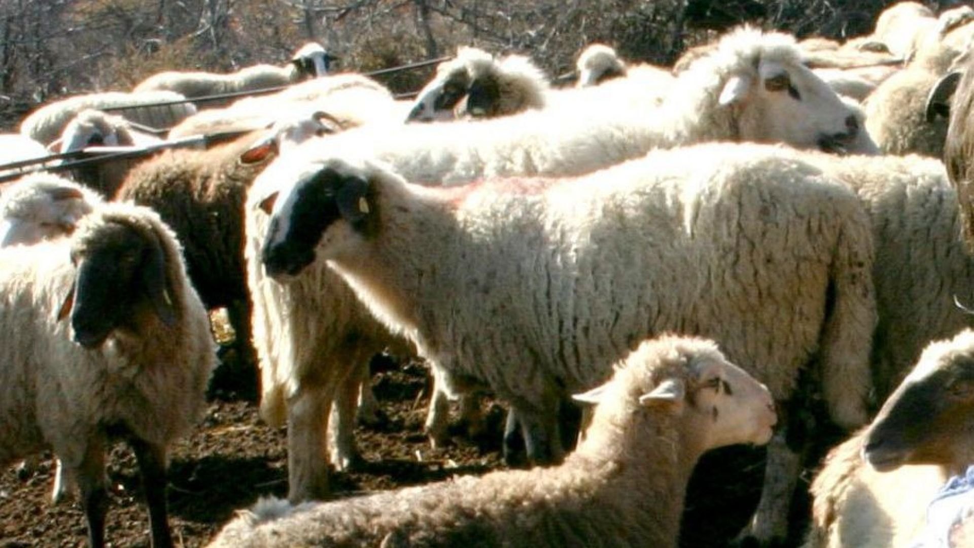 Пръскат входно-изходните артерии на Пловдивска област заради чумата по животните
