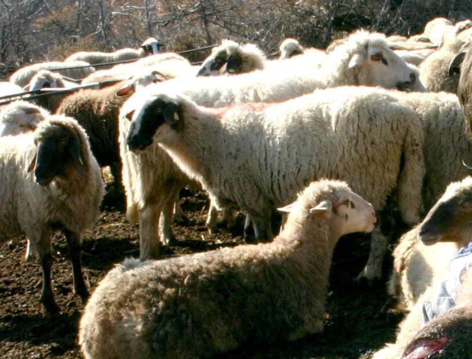 Проблемът с чумата по дребни животни в Странджа възникна преди повече от месец