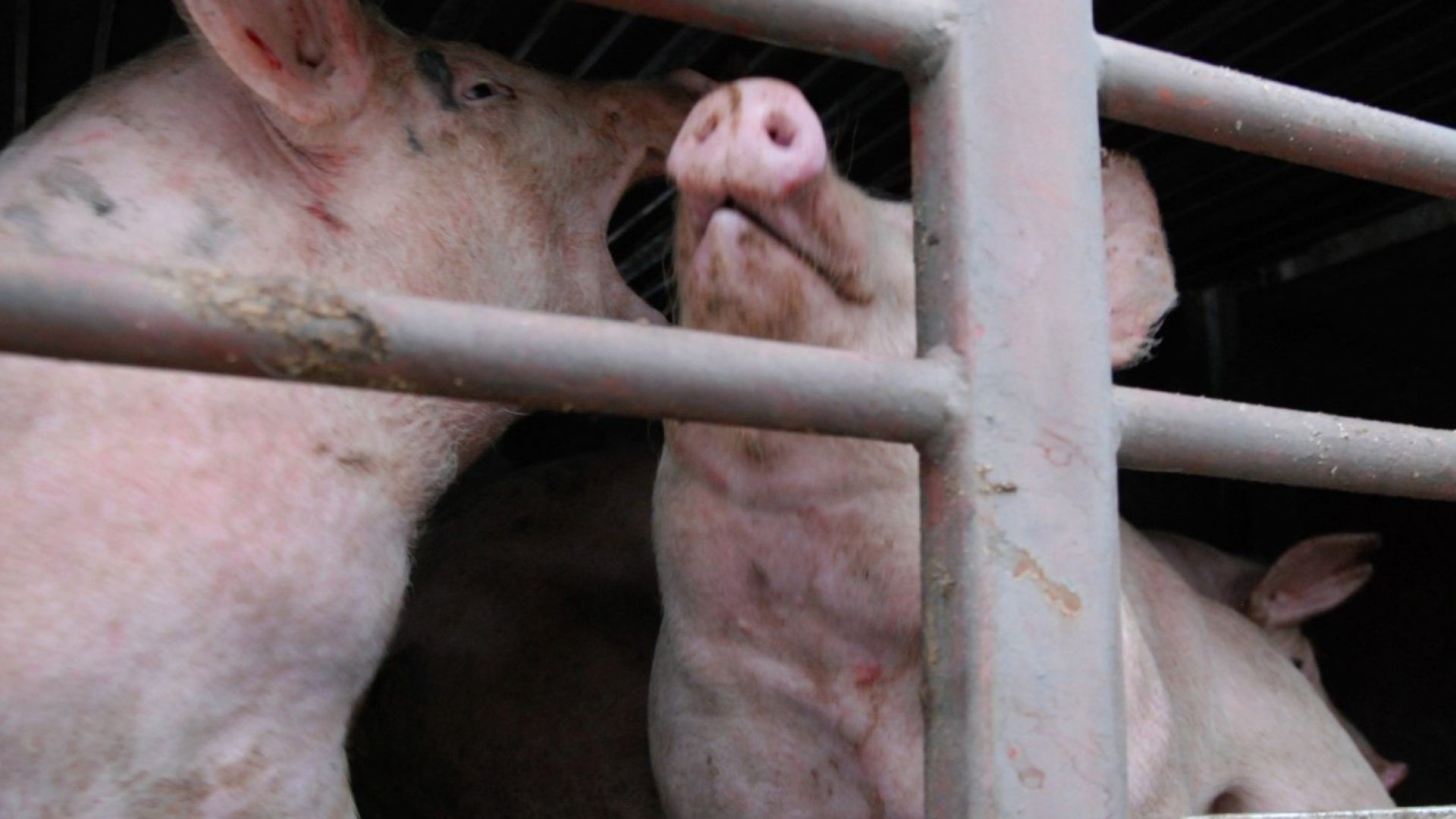 Пълна забрана на търговията с прасета във Варненско