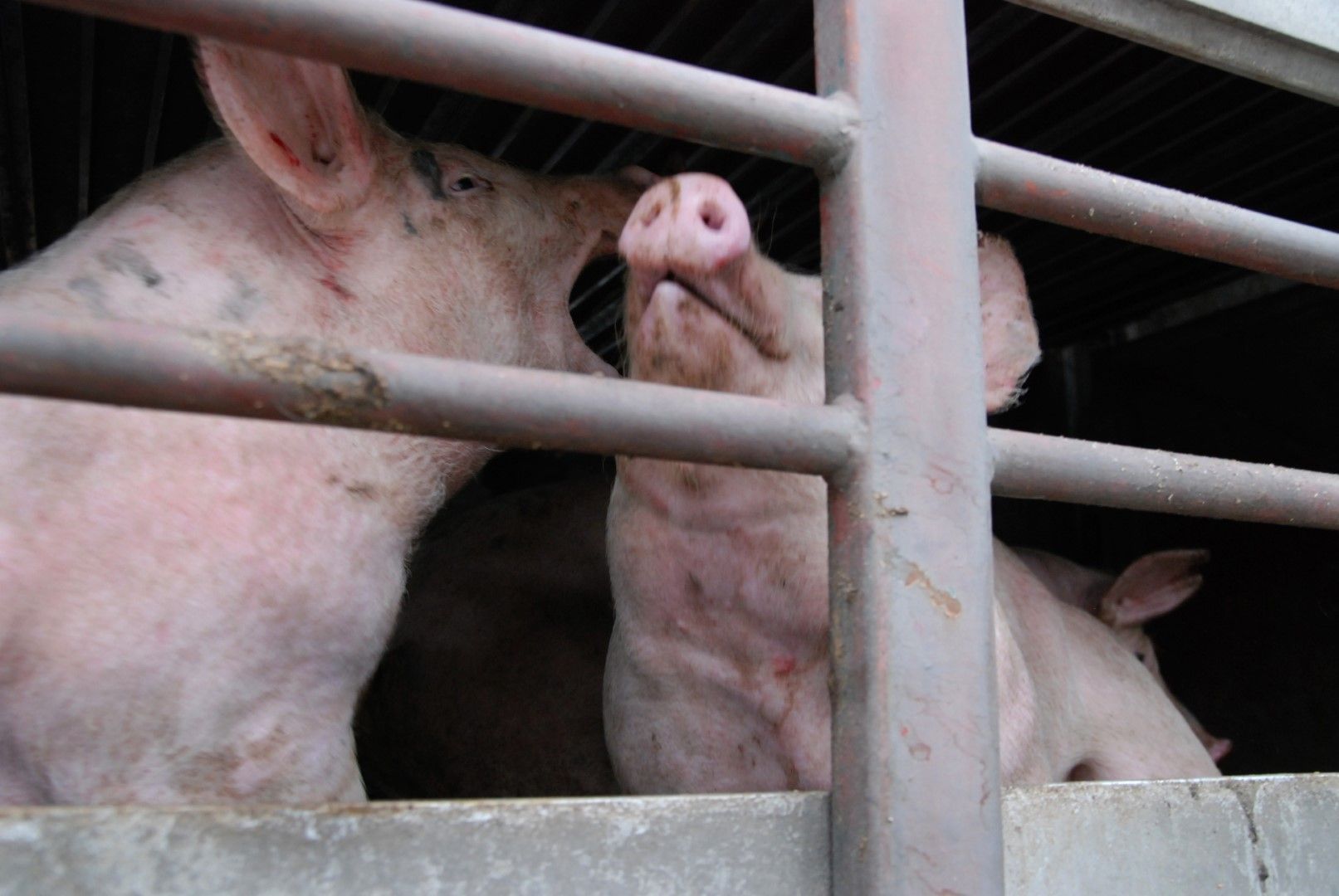 наложена временно ограничаване на придвижването и транспорта на свине и продукти от свински произхо