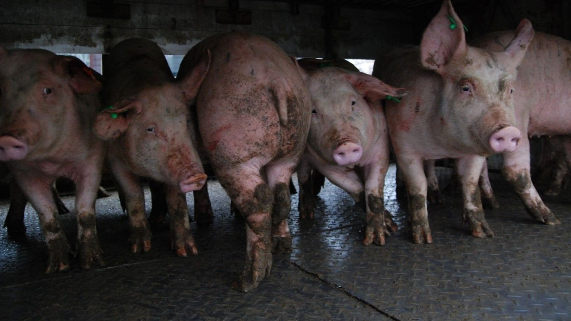 Започна умъртвяването на животните от свинекомплекса в село Николово в