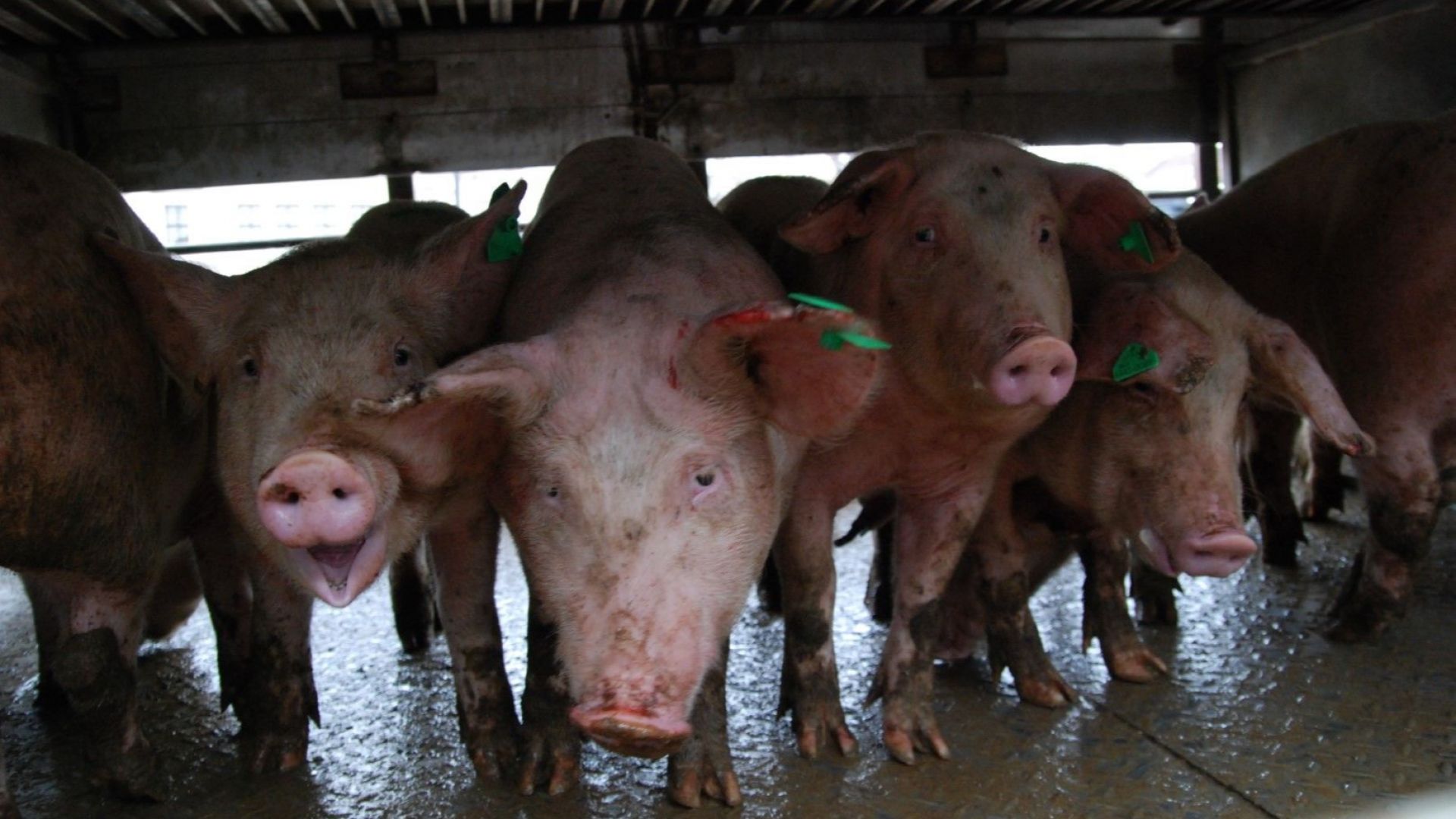 Първи случай на африканска чума при свинете е регистриран в
