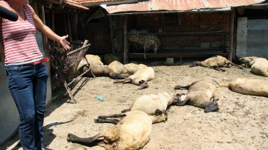 Втори ден отказват втора проба за стадо в Болярово