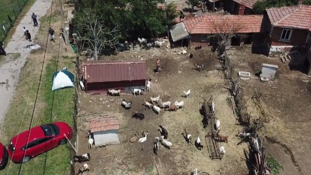 Жандармерия ограничи днес достъпа до ямболското село Шарково, където трябва да продължи умъртвяването на животни